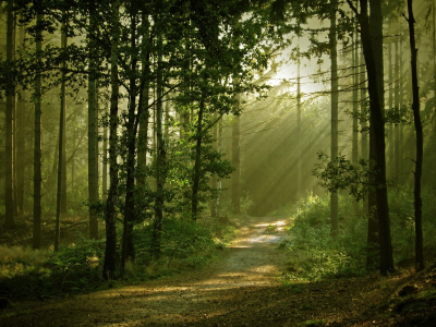 fog, mist, green, nature, landscapes, trees, forest, woods, leaves, fence, mountains, sunrise, sun, summer, wide