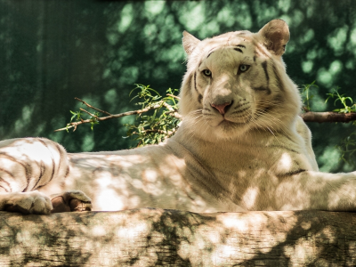 хищник, белый тигр, бревно