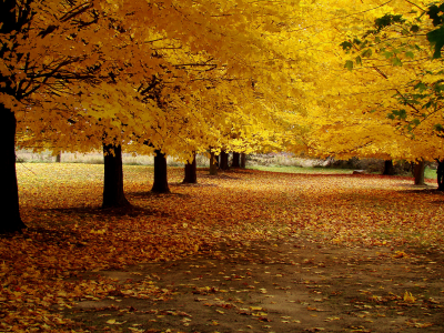 аллея, листья, осень, деревья, дорога, парк, желтые