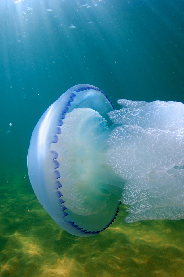 океан, медуза