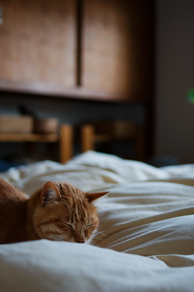 кот, кровать, рыжий, спит