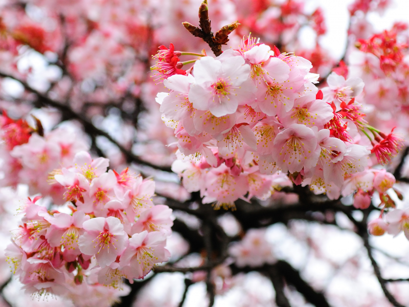 сакура, весна