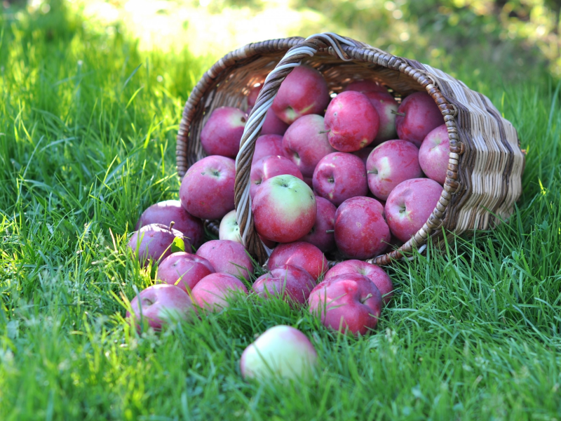 яблоки, урожай, макро, фрукт, корзина