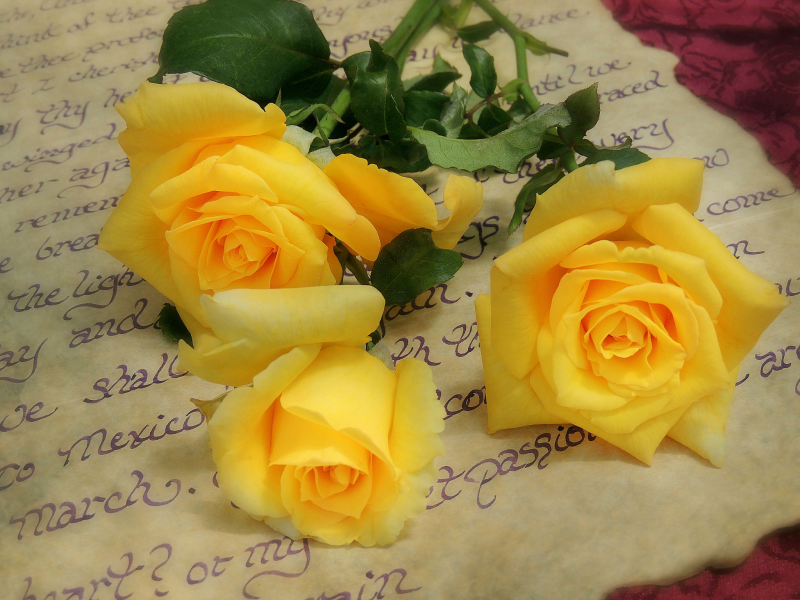 жёлтые розы, розы, жёлтые, письмо