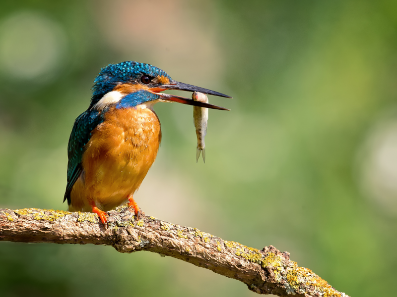 птица, kingfisher, обыкновенный зимородок, alcedo atthis, капли