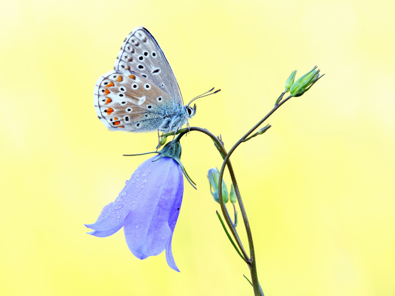 цветок, голубой, желтый фон, колокольчик, бабочка