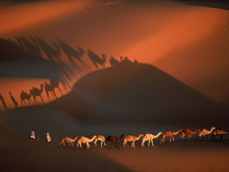пустыня, верблюды
