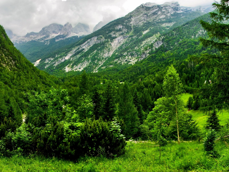 зелень, bovec, швейцария, лес, горы