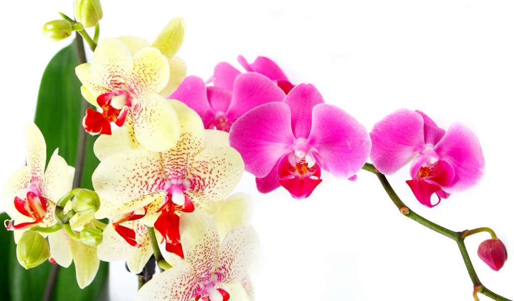 petals, beauty, bright, flowers, white, цветы, branch, tenderness, orchid, pink, phalaenopsis