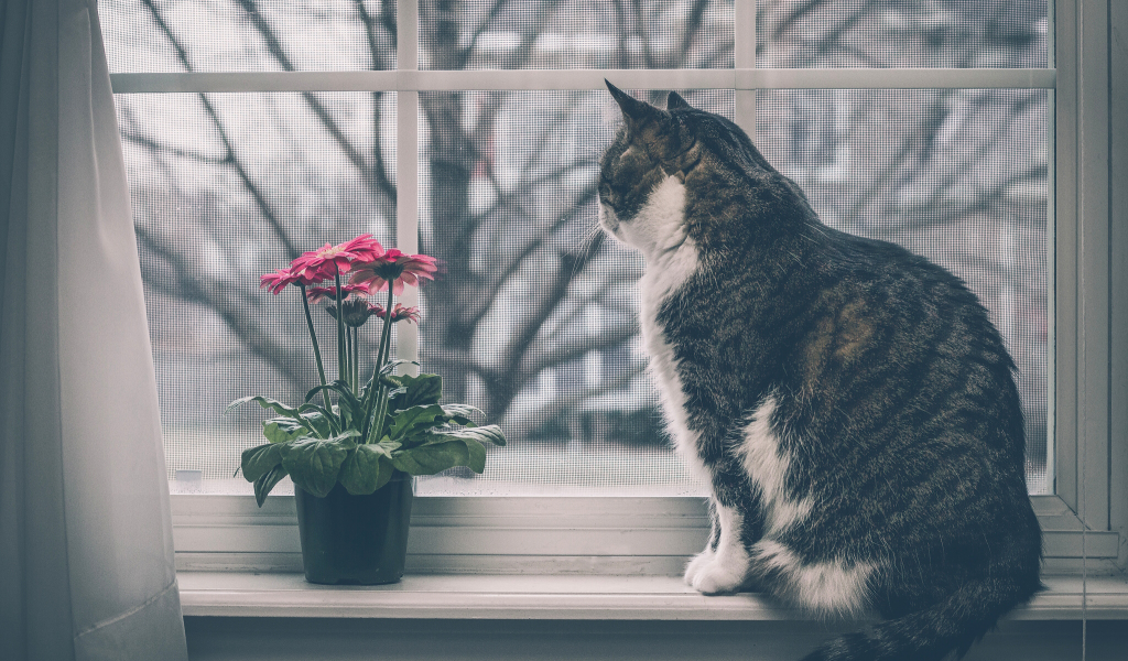 кот, кошка, на подоконнике, окно, цветок, герберы