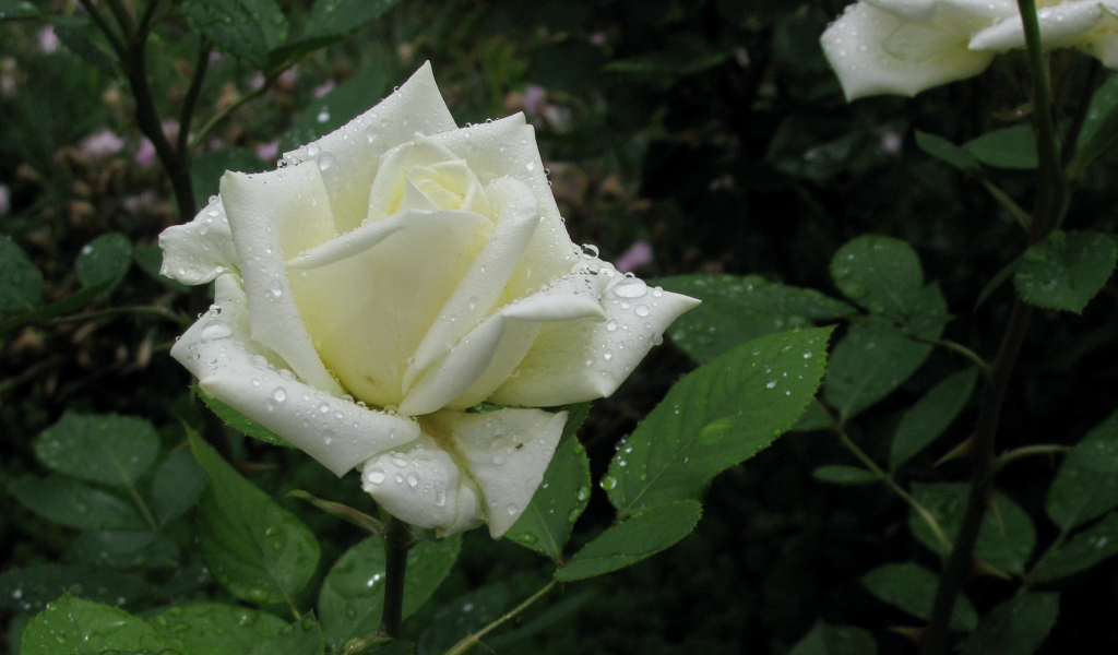 роза, белая, капли, дождь, весна, май