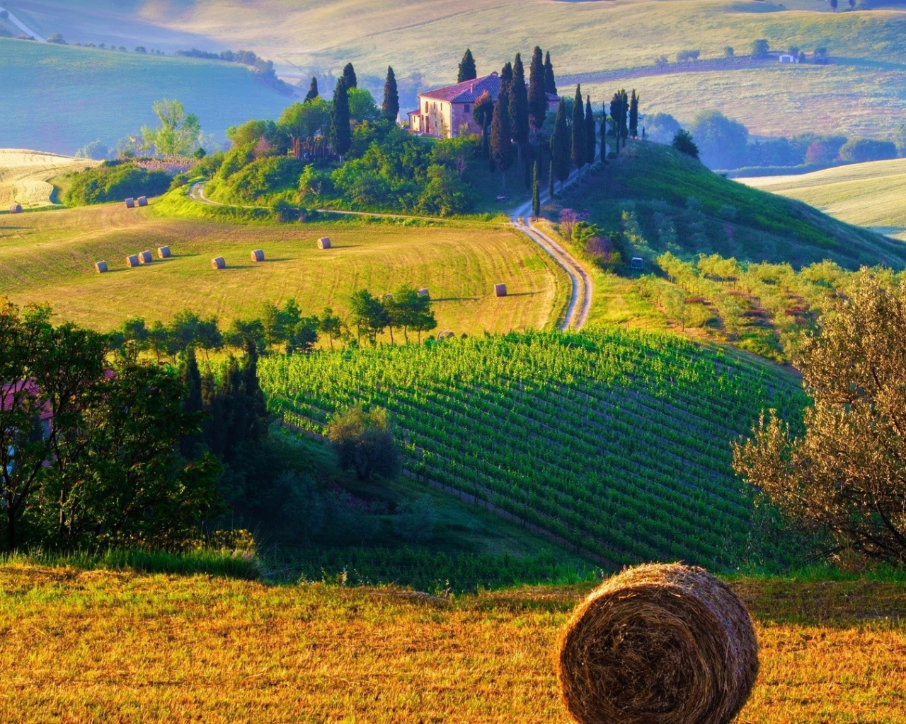 поле, дом, деревья, холмы, италия, сено, виноградник, дорога