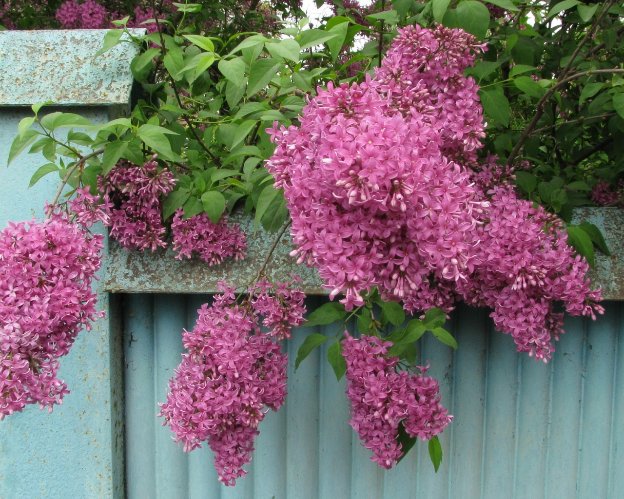 японская сирень, весна, май, забор, фактура