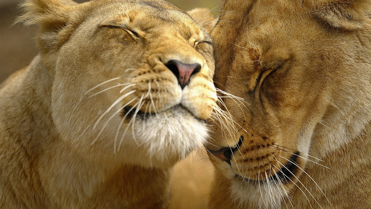 львы, мило, любовь