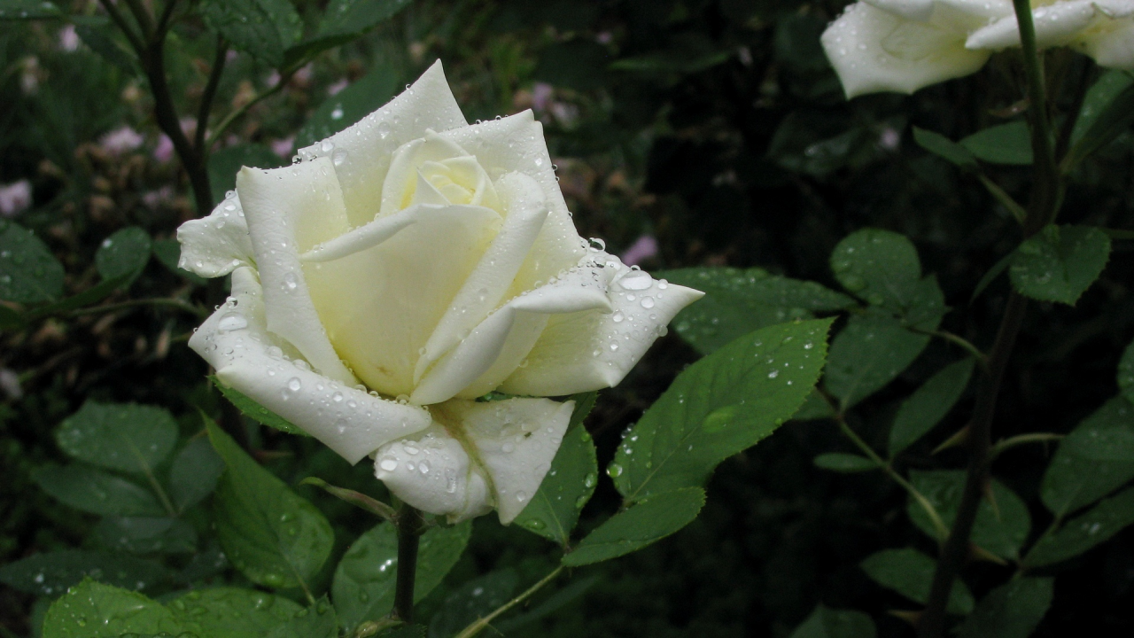 роза, белая, капли, дождь, весна, май