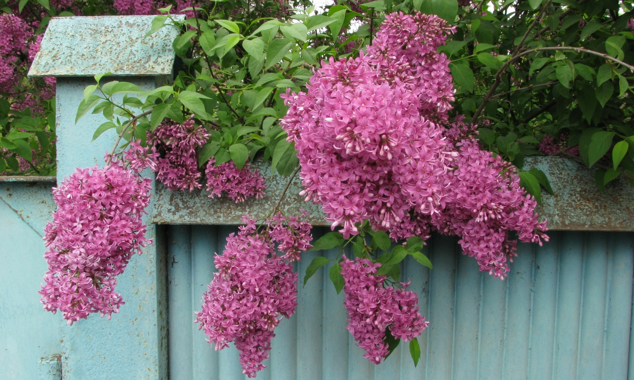 японская сирень, весна, май, забор, фактура