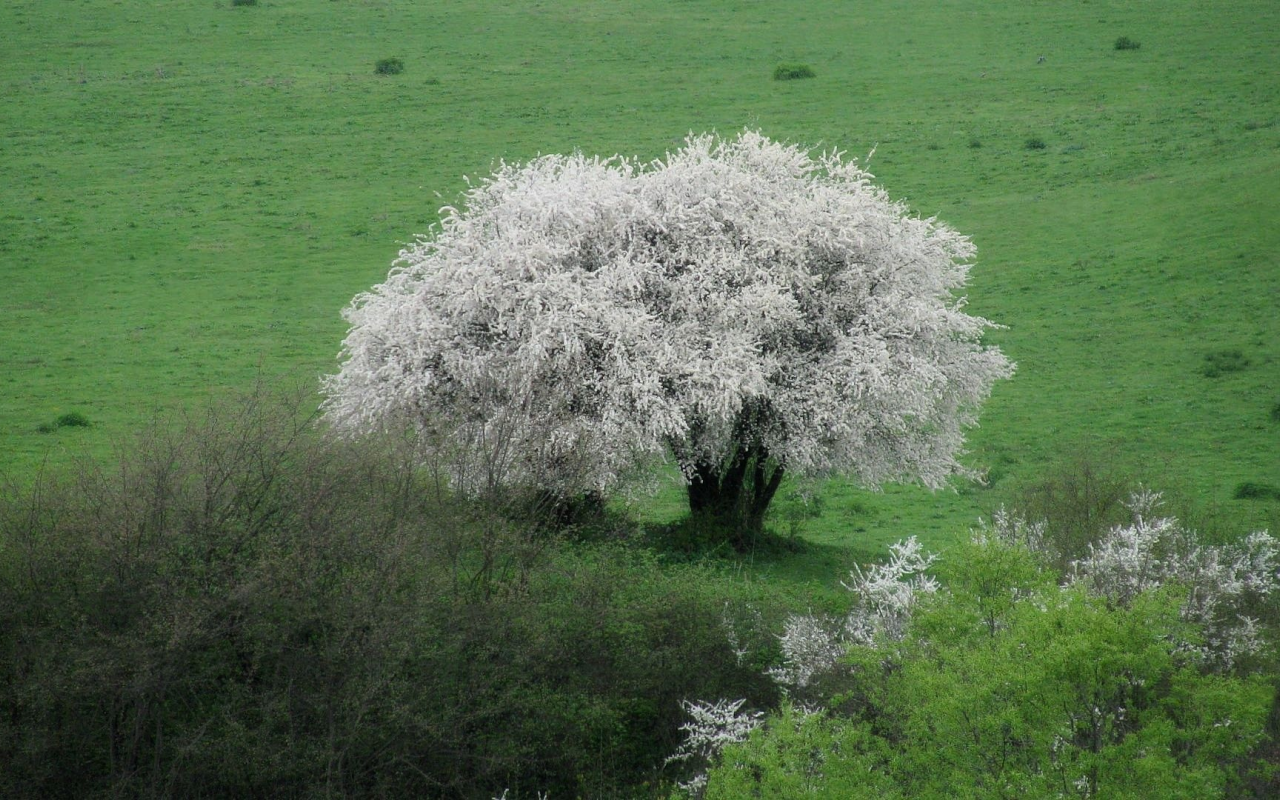 весна, апрель, дикая алыча