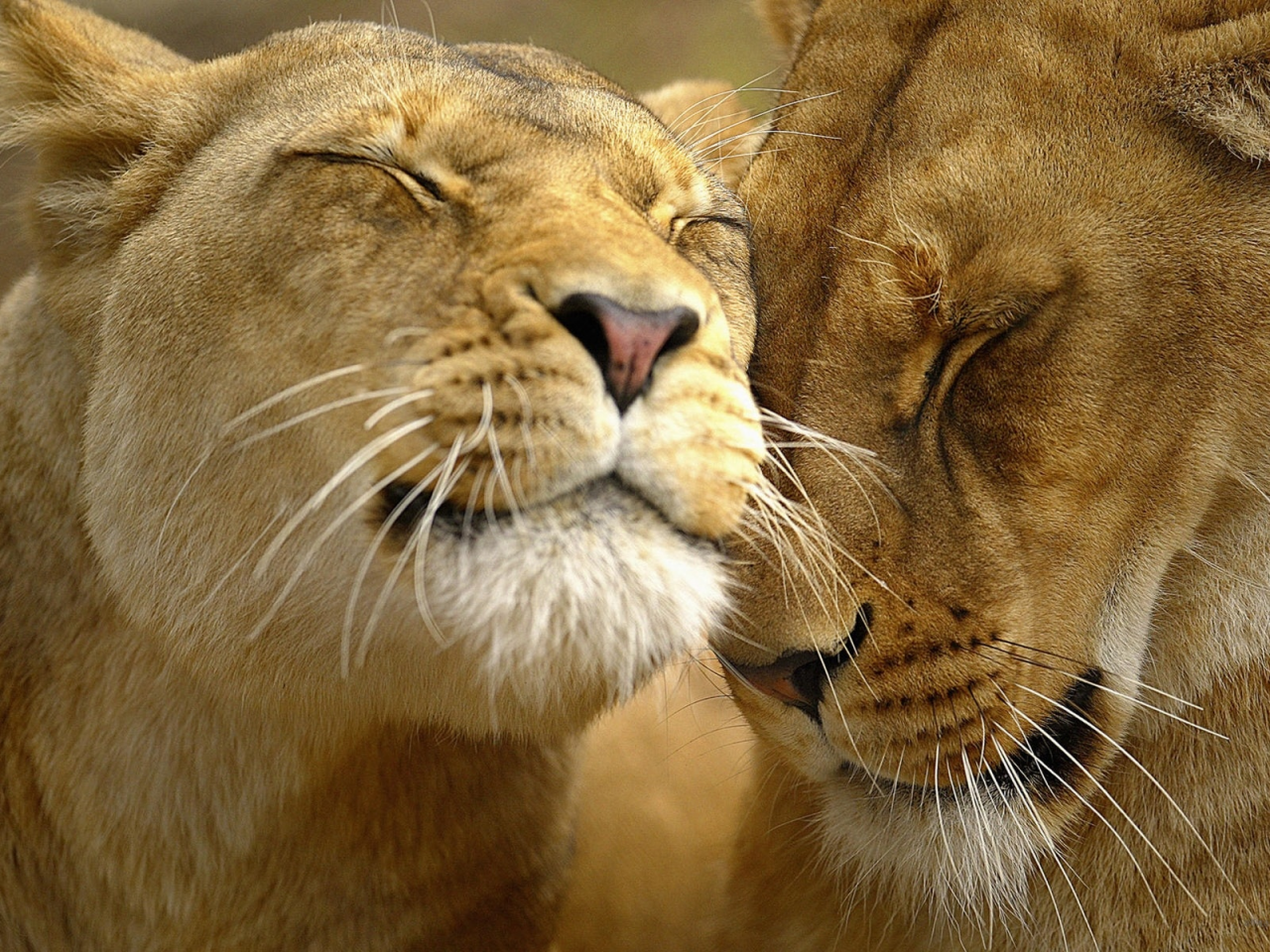львы, мило, любовь