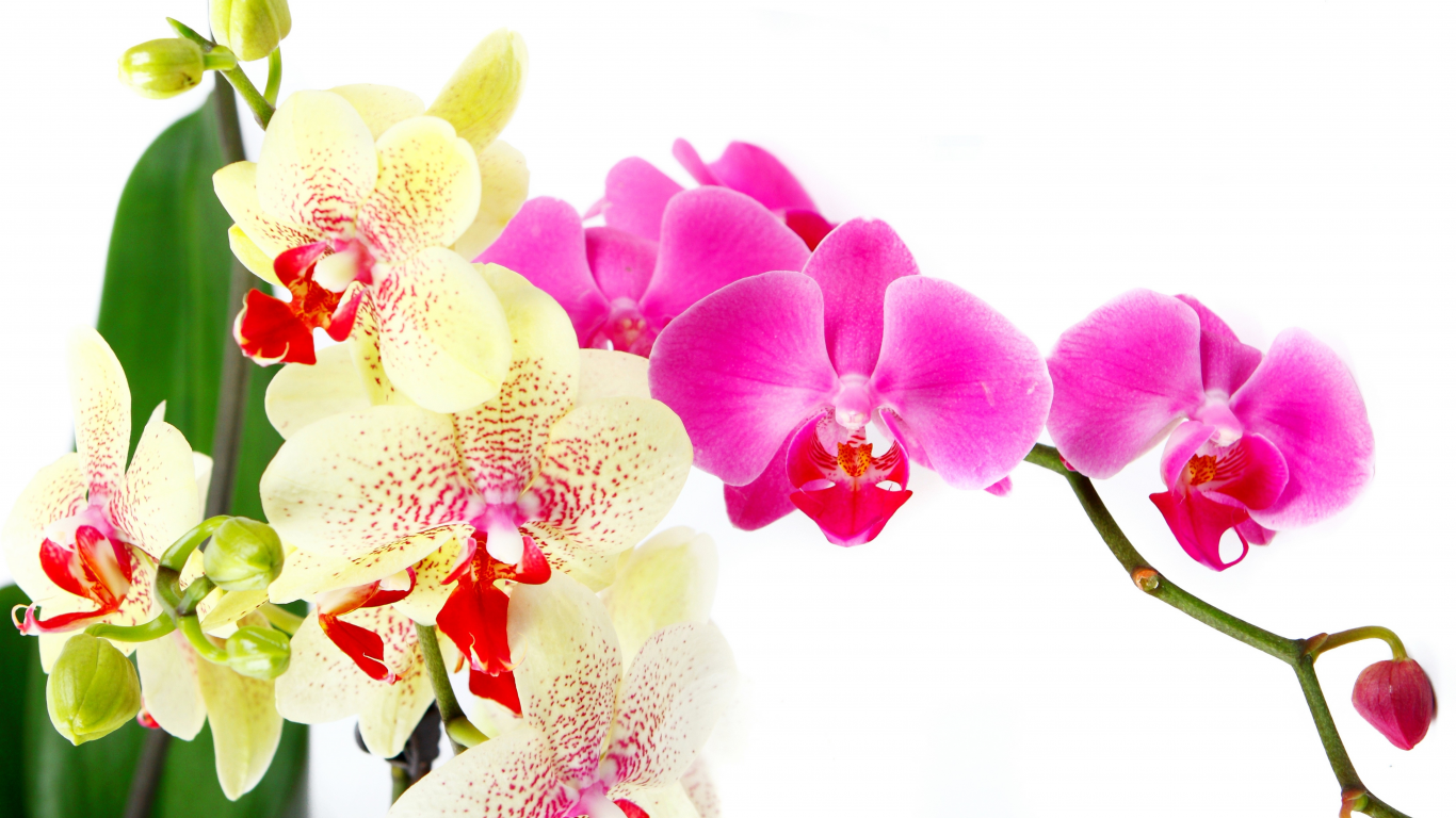 petals, beauty, bright, flowers, white, цветы, branch, tenderness, orchid, pink, phalaenopsis