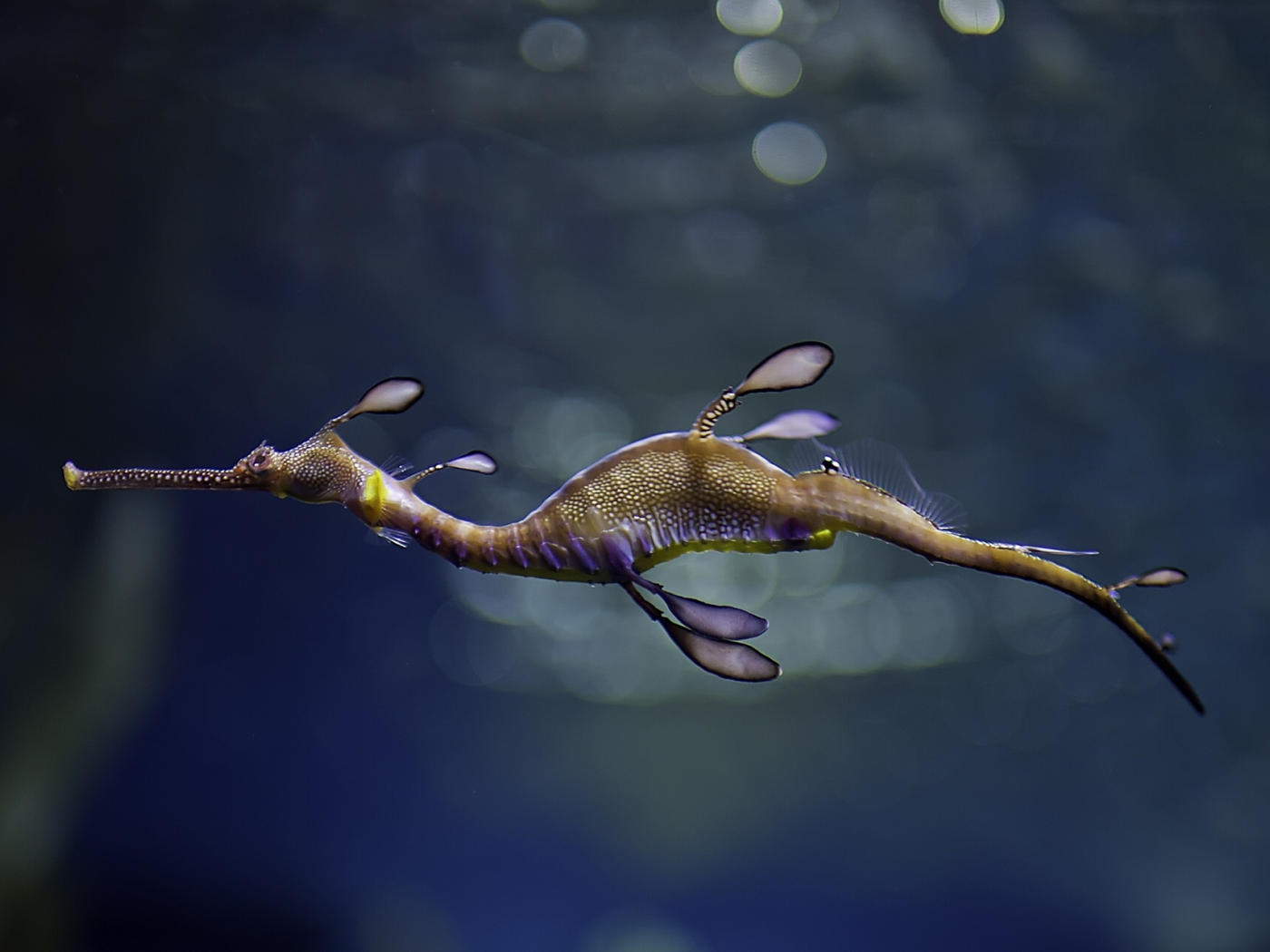 морской, конек, море, seahorse, sea, horse, sun, see, blue, under, water, underwater, wide