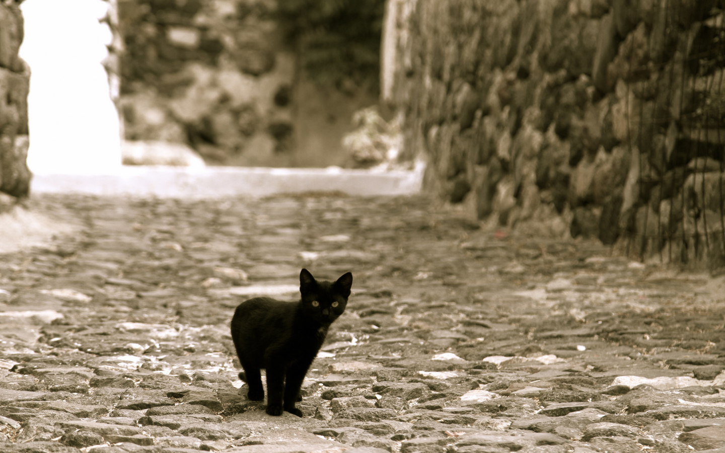 черный, смотрит, улица, котенок