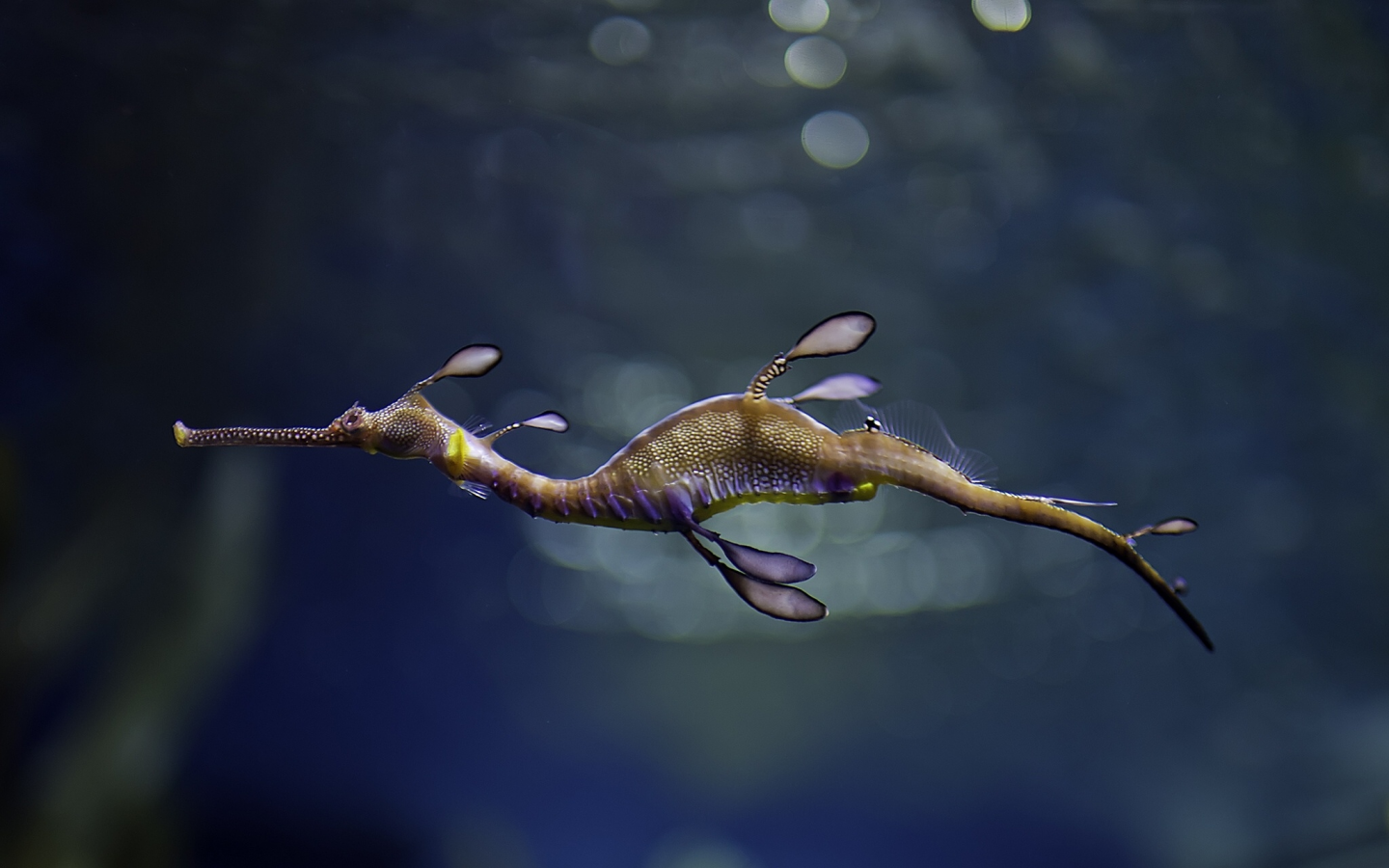 морской, конек, море, seahorse, sea, horse, sun, see, blue, under, water, underwater, wide