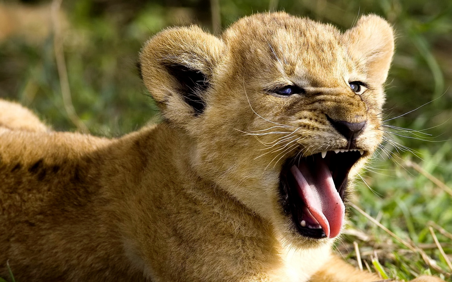 лев, природа, зевает