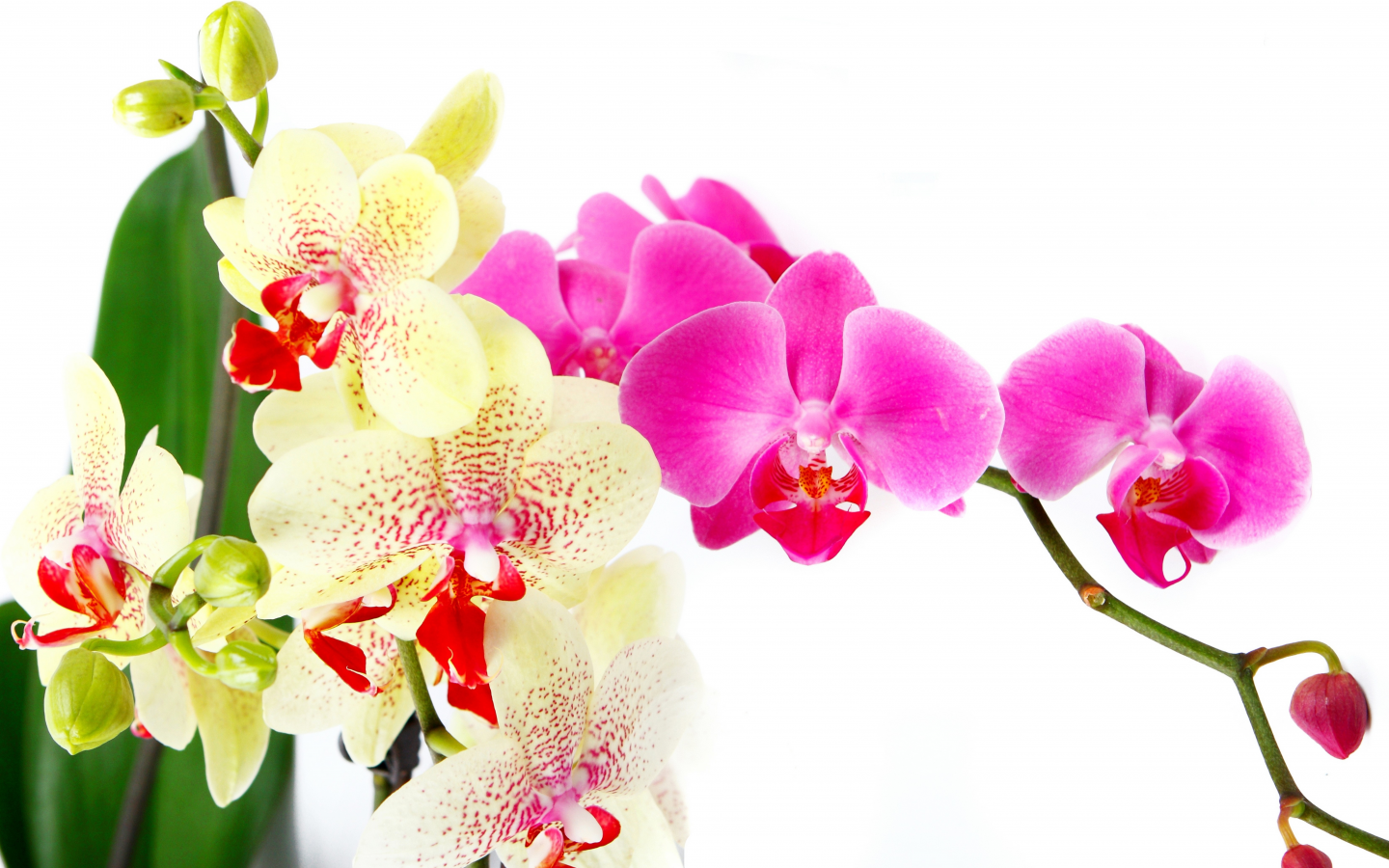 petals, beauty, bright, flowers, white, цветы, branch, tenderness, orchid, pink, phalaenopsis