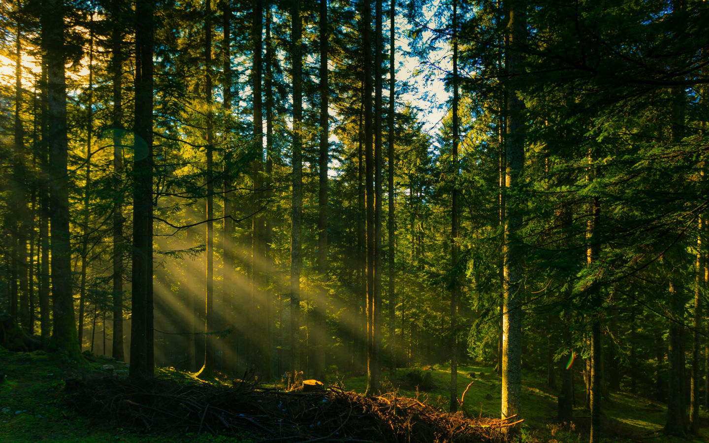лес, forest, dark, rays, wolfs, green, fog, nature, landscapes, trees, forest, woods, leaves, fence, sunrise, sun, summer, wide