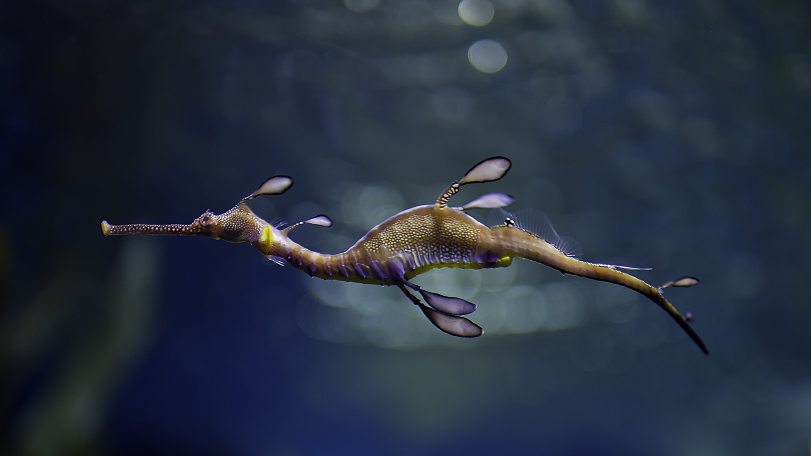 морской, конек, море, seahorse, sea, horse, sun, see, blue, under, water, underwater, wide