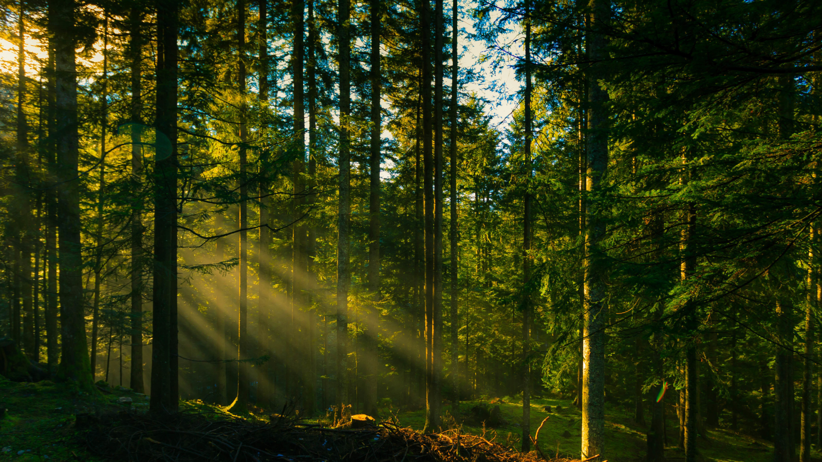 лес, forest, dark, rays, wolfs, green, fog, nature, landscapes, trees, forest, woods, leaves, fence, sunrise, sun, summer, wide