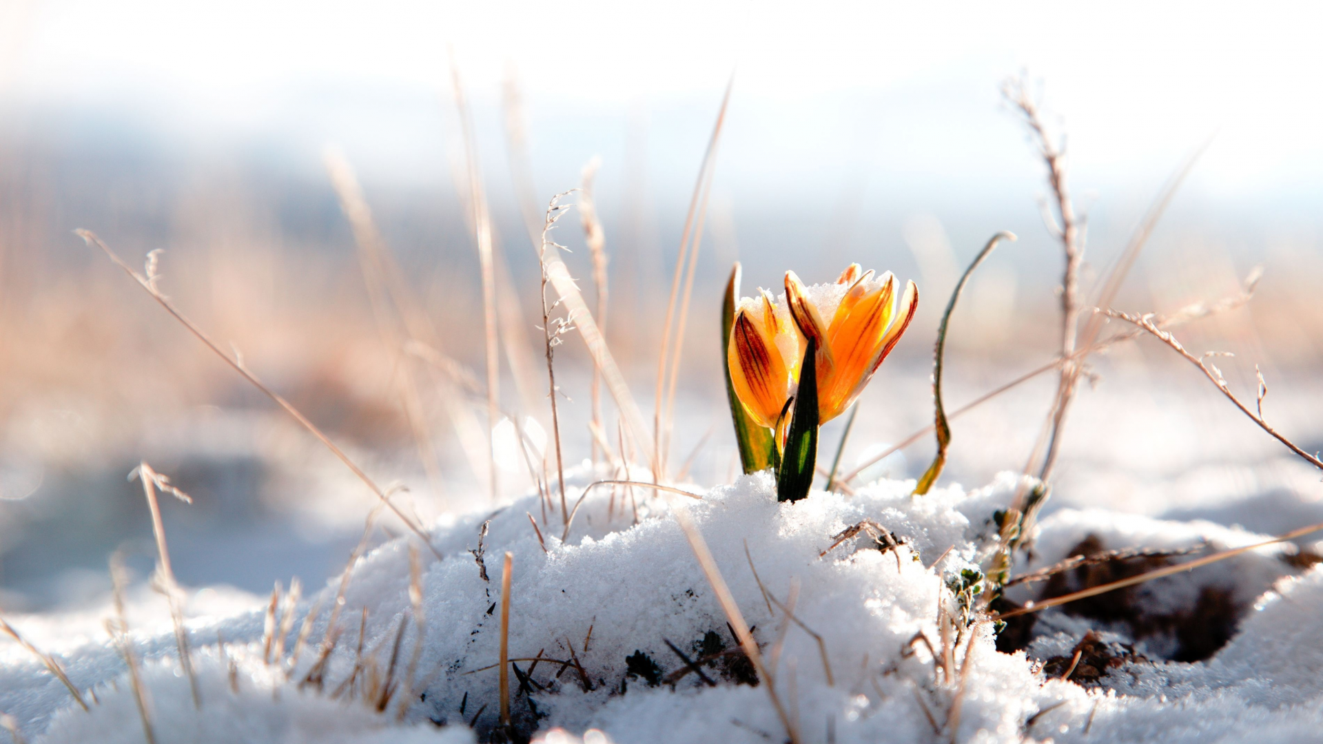 фон, snow, winter, цветы, обои, цветок, снег, зима, цветочек