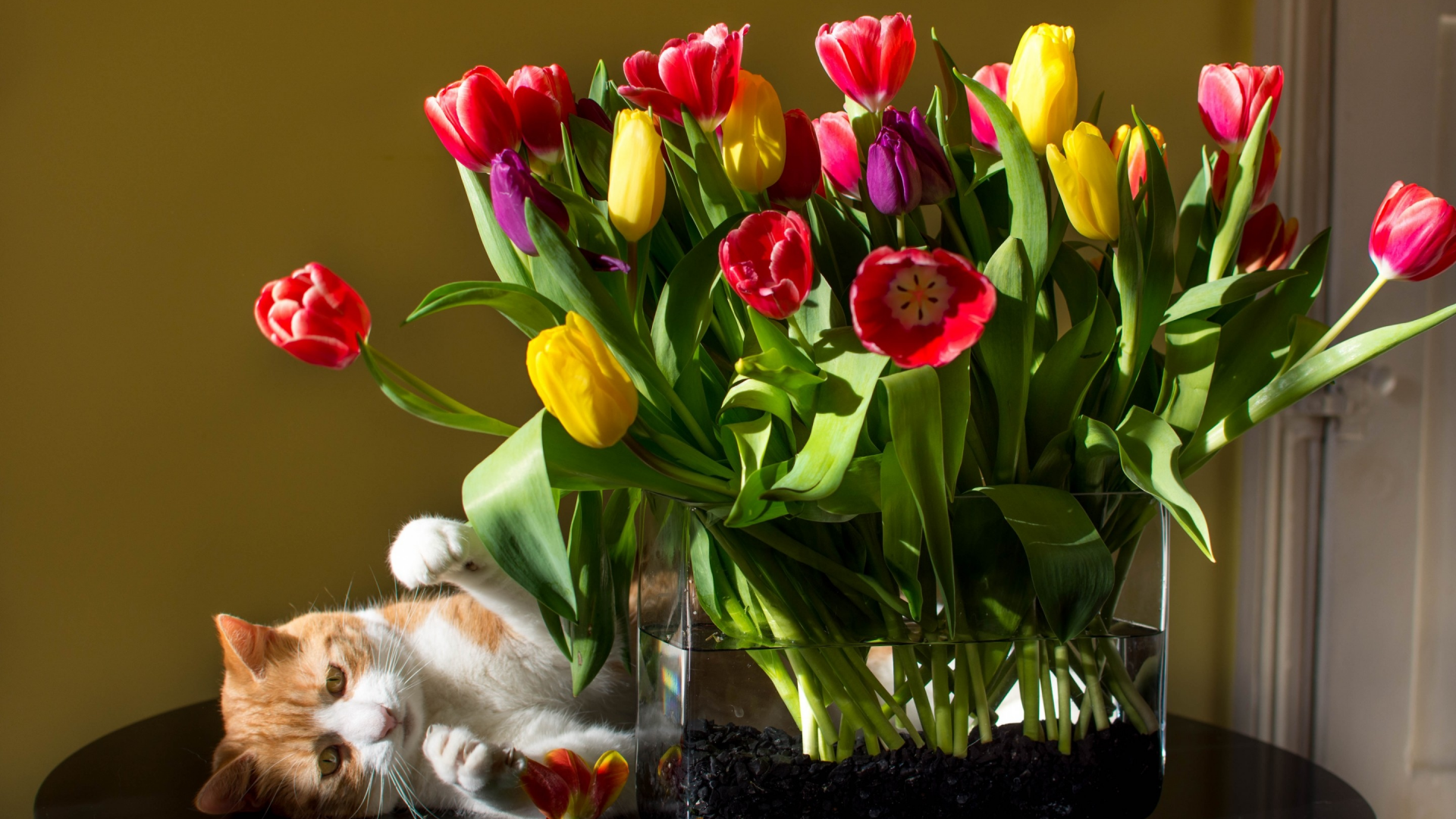 кот, кошка, цветы, тюльпаны, букет, ваза
