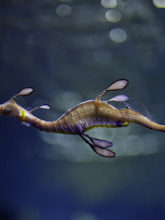 морской, конек, море, seahorse, sea, horse, sun, see, blue, under, water, underwater, wide