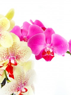 petals, beauty, bright, flowers, white, цветы, branch, tenderness, orchid, pink, phalaenopsis