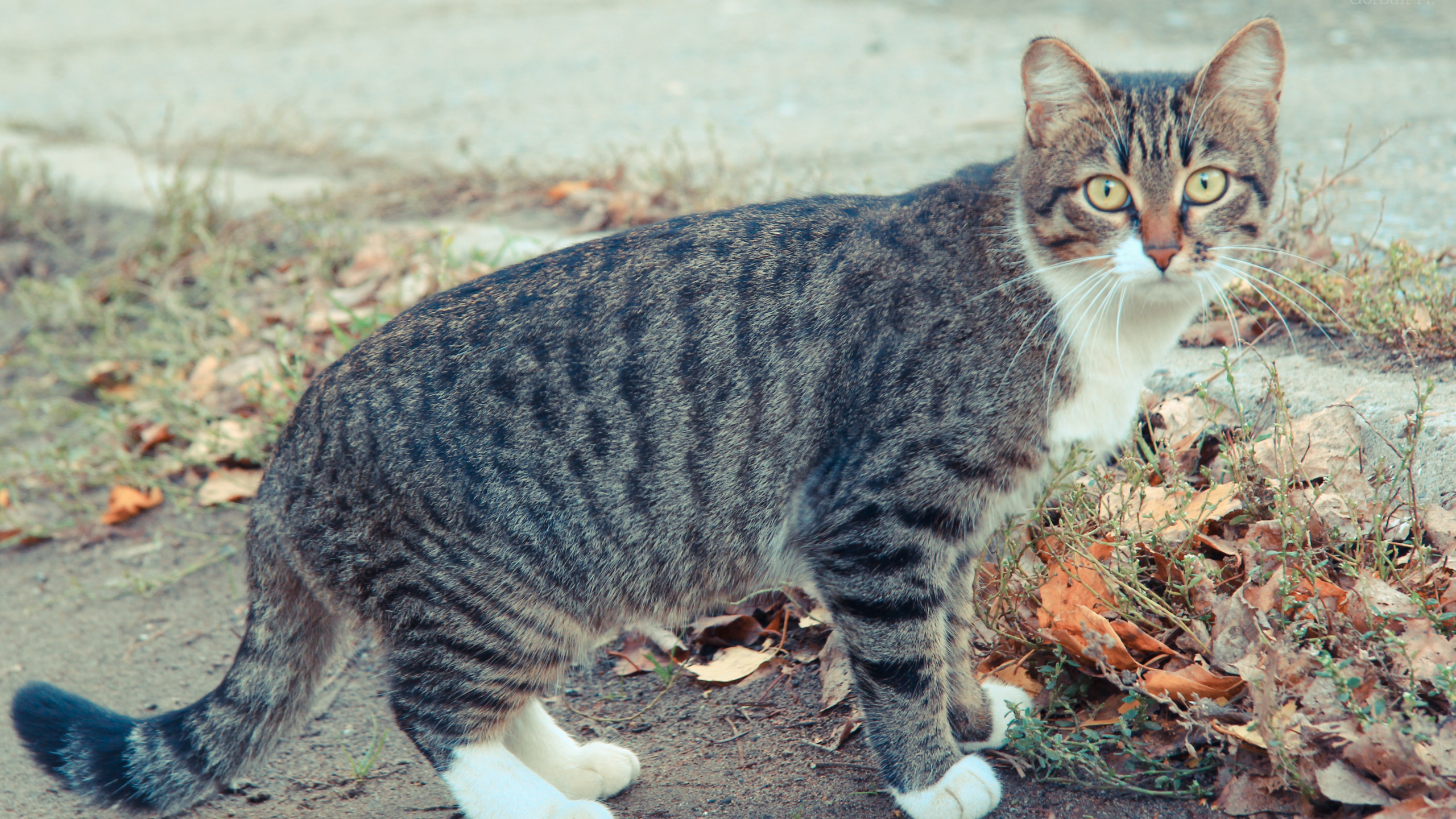 осень, cat, коте, кот, кошка, глаза