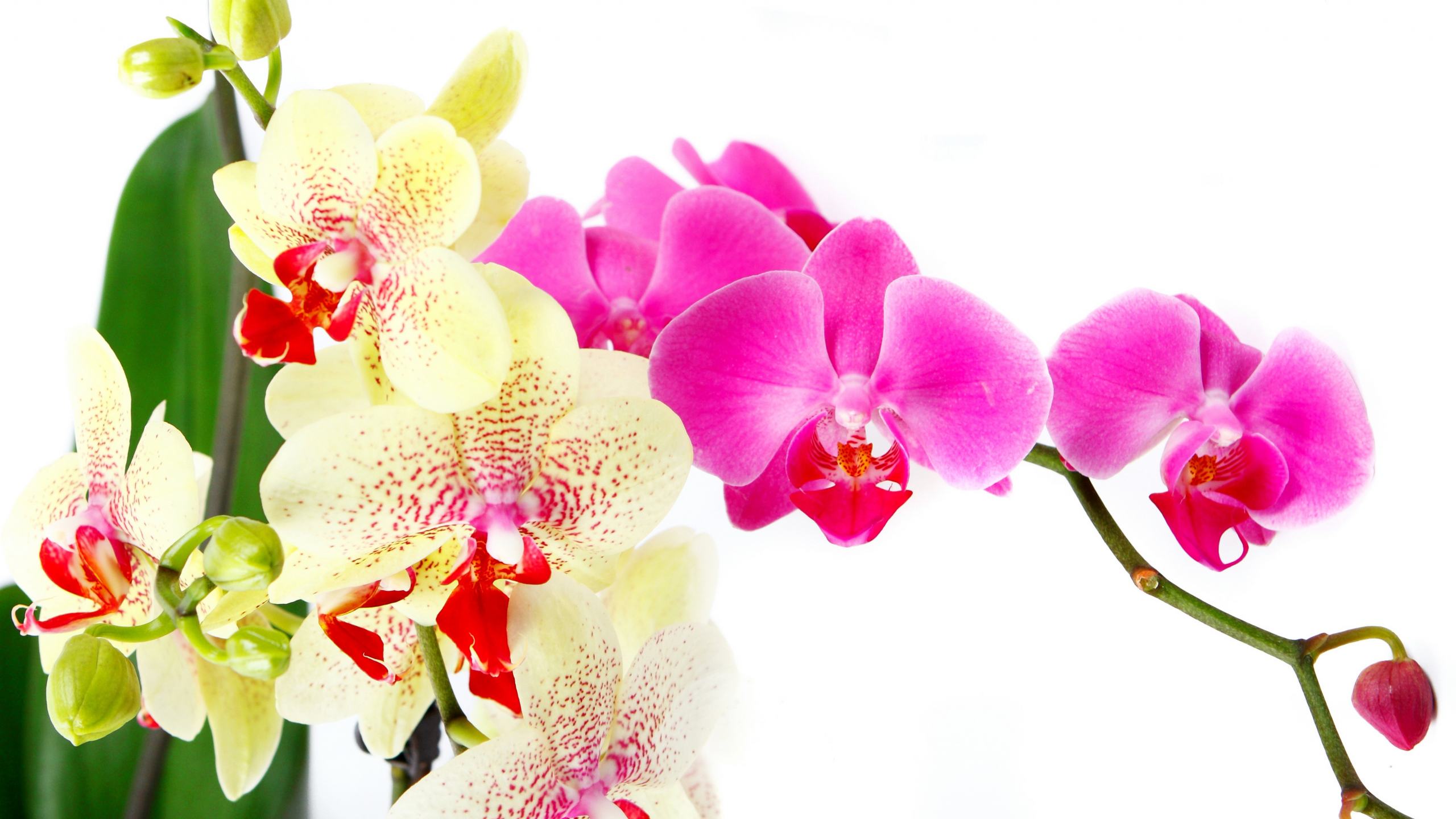 petals, beauty, bright, flowers, white, цветы, branch, tenderness, orchid, pink, phalaenopsis