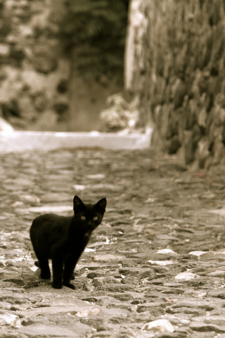 черный, смотрит, улица, котенок