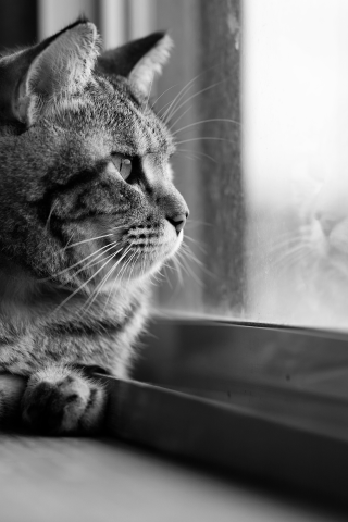 кот, окно, стекло, кошка, черно-белое, взгляд, отражение