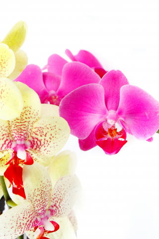 petals, beauty, bright, flowers, white, цветы, branch, tenderness, orchid, pink, phalaenopsis