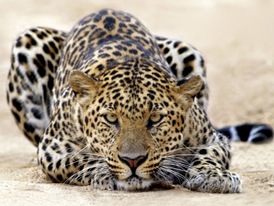 леопард, природа, взгляд