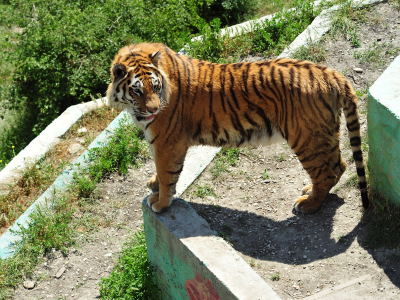 тигр, природа