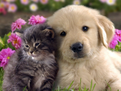 собака, кот, цветы, трава