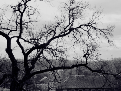 черно-белые, ветви, дерево, крыша