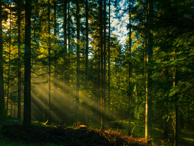 лес, forest, dark, rays, wolfs, green, fog, nature, landscapes, trees, forest, woods, leaves, fence, sunrise, sun, summer, wide