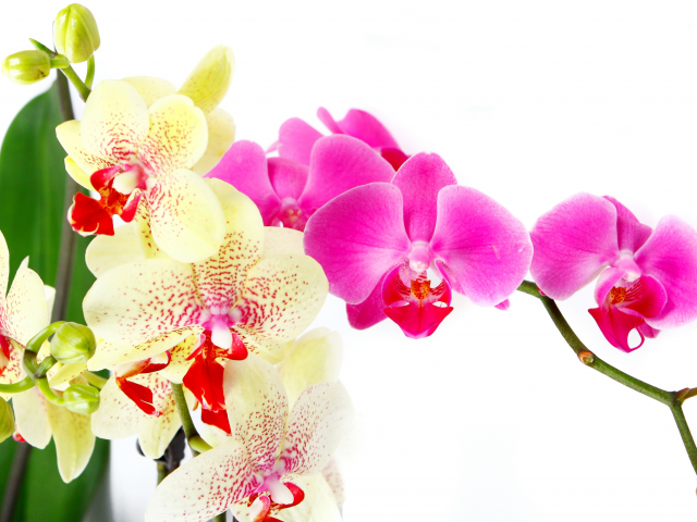 petals, beauty, bright, flowers, white, цветы, branch, tenderness, orchid, pink, phalaenopsis