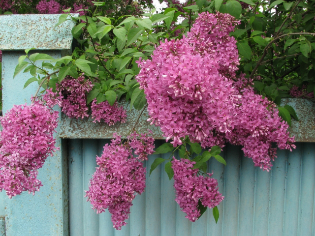 японская сирень, весна, май, забор, фактура