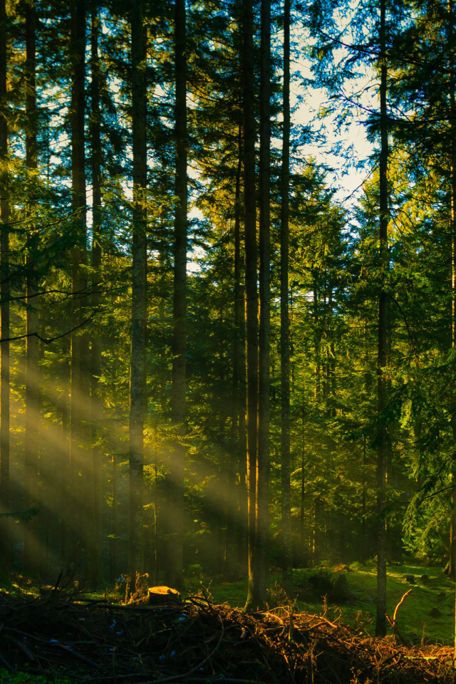 лес, forest, dark, rays, wolfs, green, fog, nature, landscapes, trees, forest, woods, leaves, fence, sunrise, sun, summer, wide