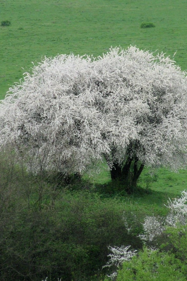 весна, апрель, дикая алыча