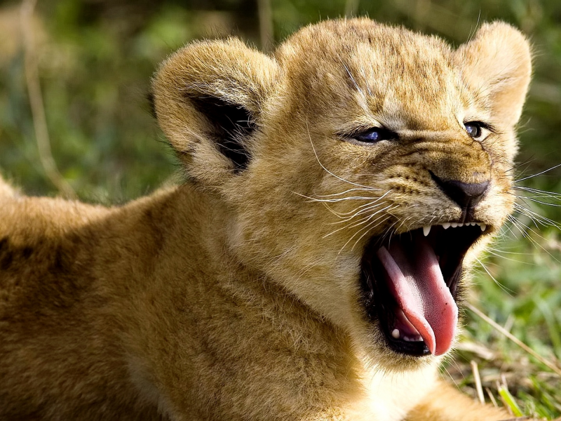 лев, природа, зевает
